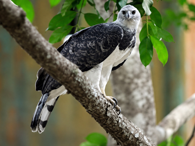 great-tours-ecuador-CUYABENO-WILDERNESS-ITINERARY-bird