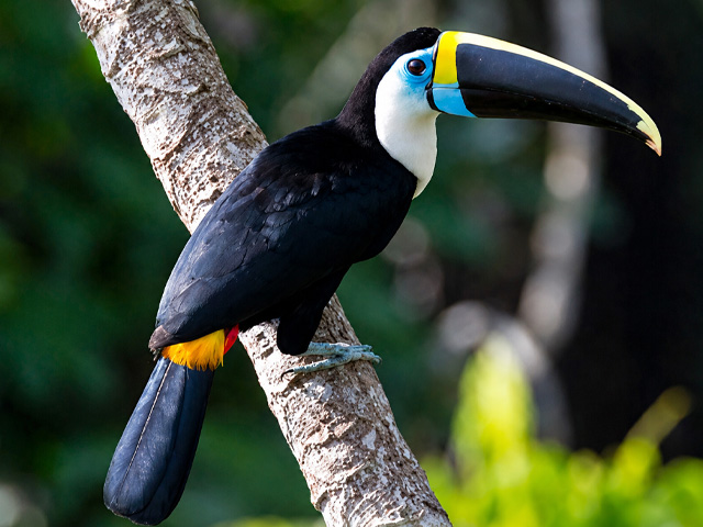 great-tours-ecuador-CUYABENO-WILDERNESS-ITINERARY-parrot