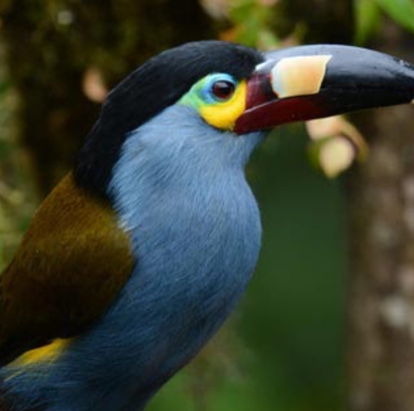 great-tours-ecuador-Andigena-laminirostris1