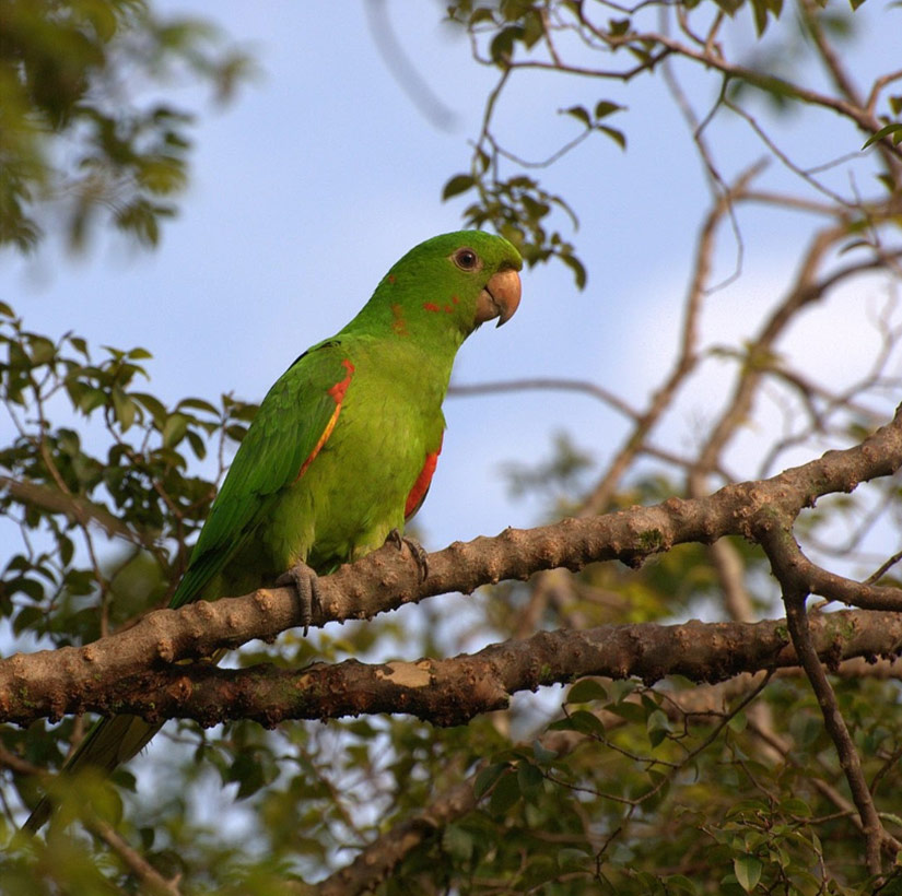 great-tours-ecuador-Aratinga-leucophtalmus1