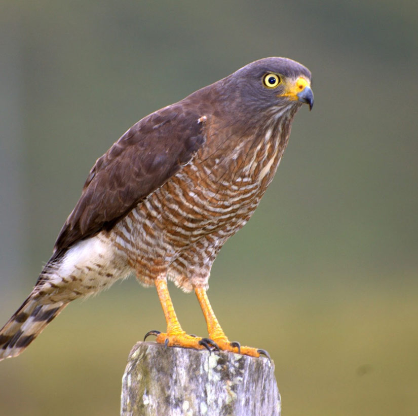 great-tours-ecuador-Buteo-magnirostris1