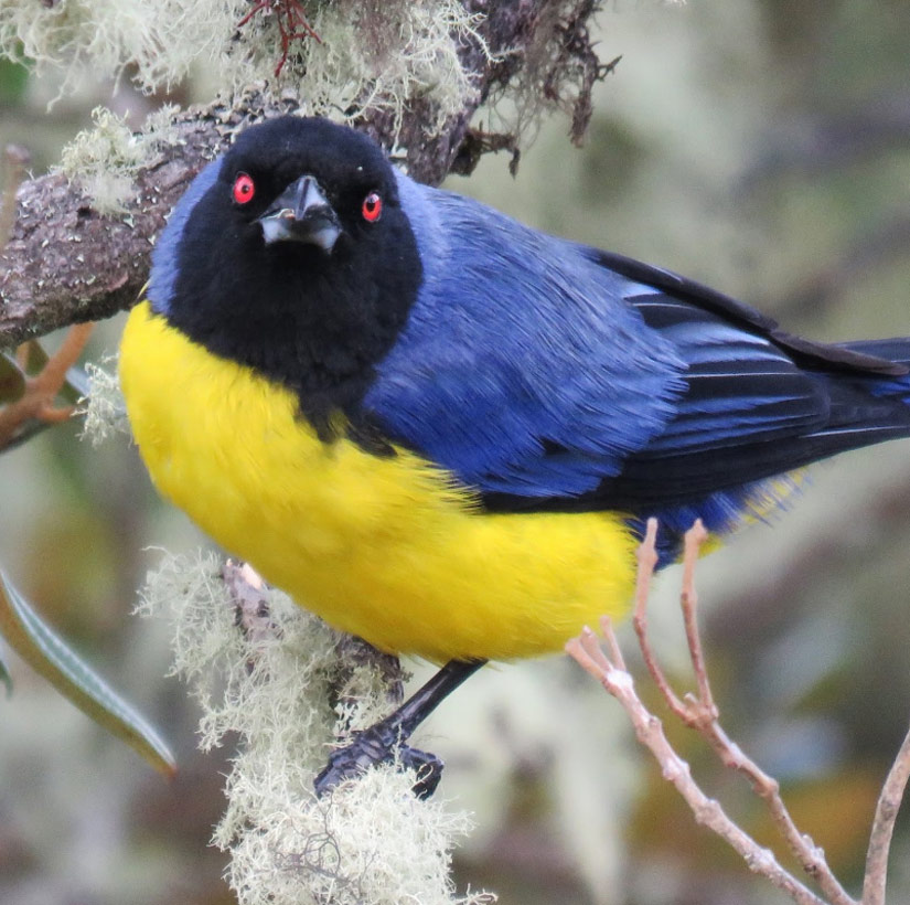 great-tours-ecuador-Buthraupis-montana1