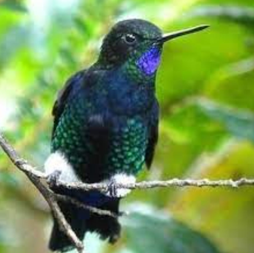 great-tours-ecuador-Eriocnemis-nigrivestis1