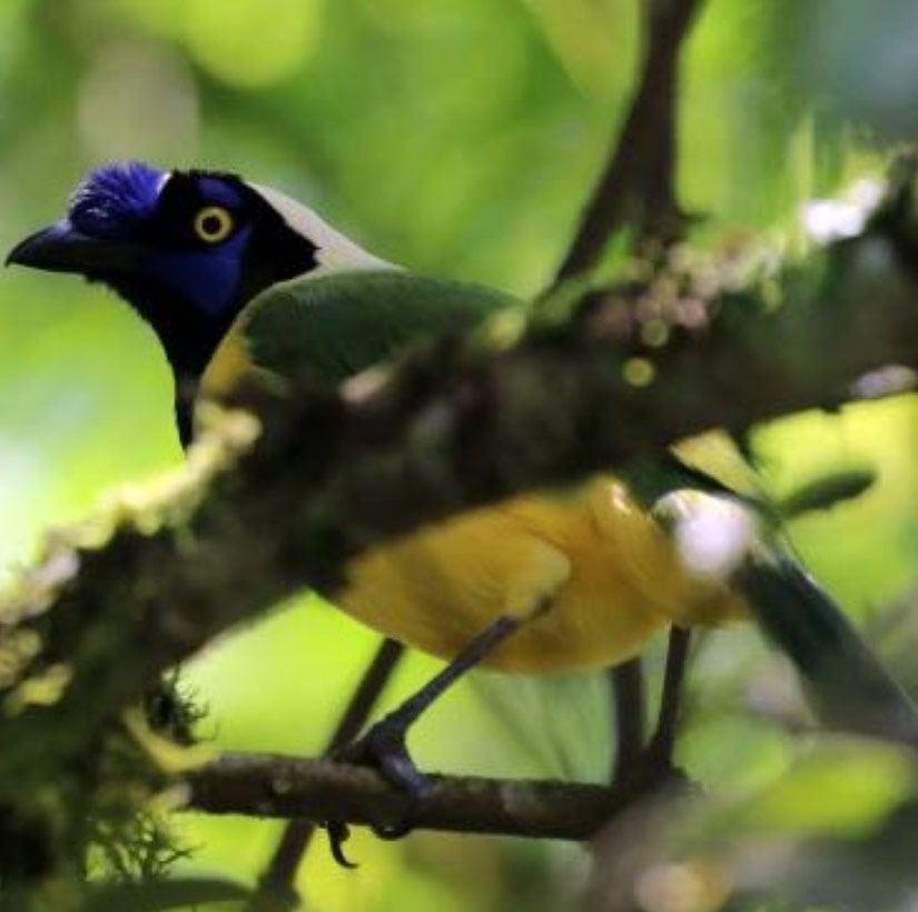 great-tours-ecuador-Inca-Jay-(Cyanocorax-yncas)1