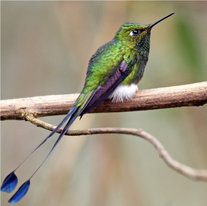 great-tours-ecuador-Ocreatus-underwoodii1