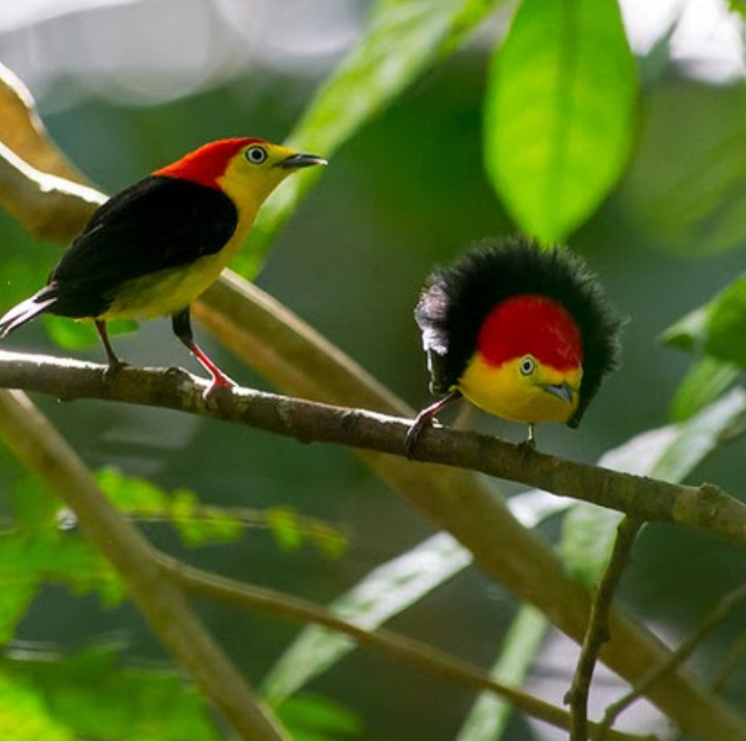 great-tours-ecuador-Pipra-filicauda1