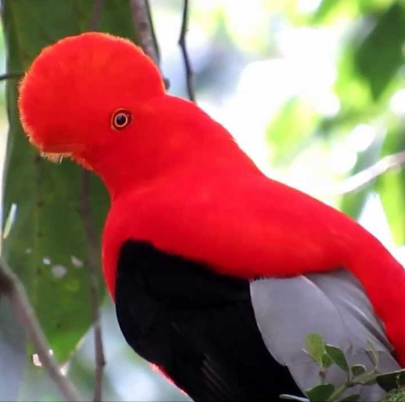 great-tours-ecuador-Rupicola-peruviana-aequatorialis1