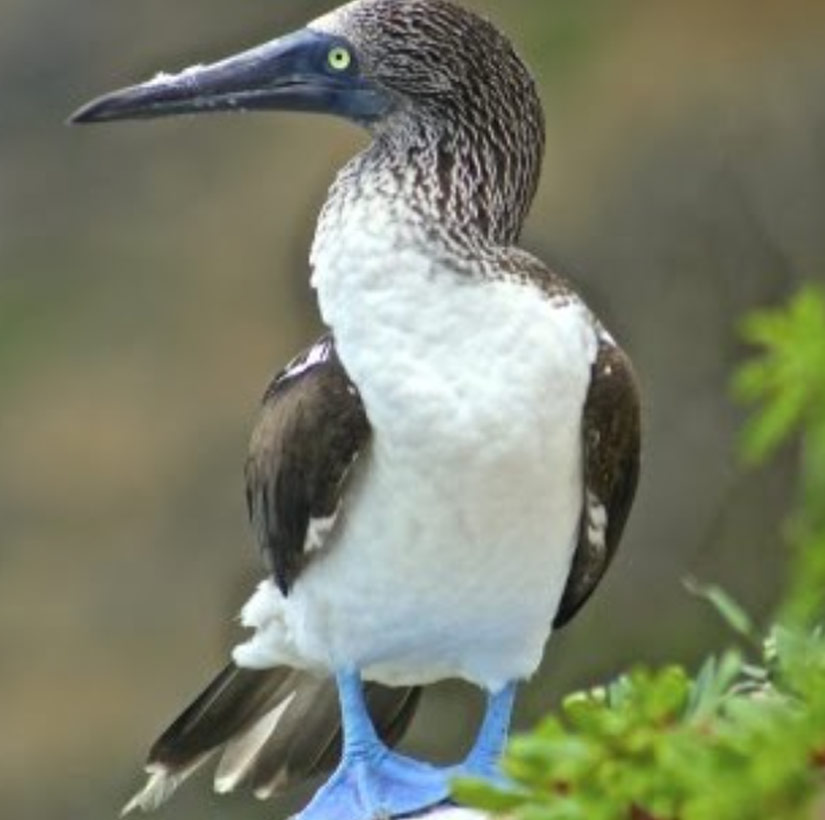 great-tours-ecuador-Sula-nebouxii1