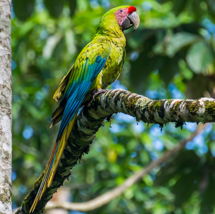 great-tours-ecuador-ara-ambigus1