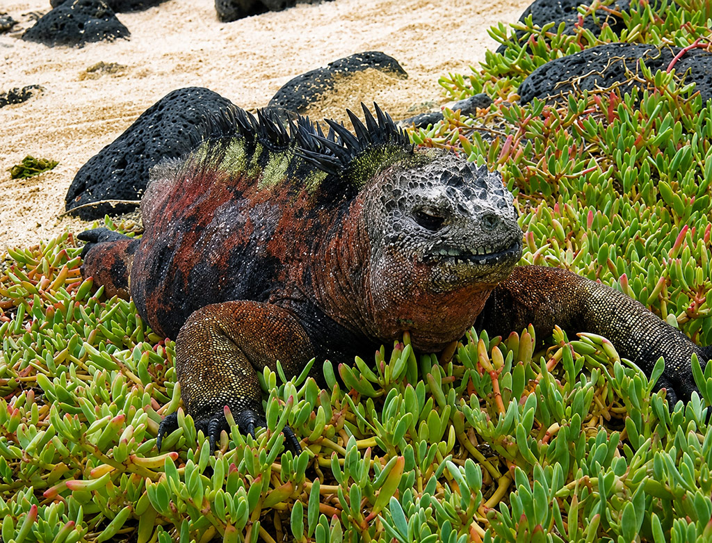 great-tours-ecuador-galapagos-island-5