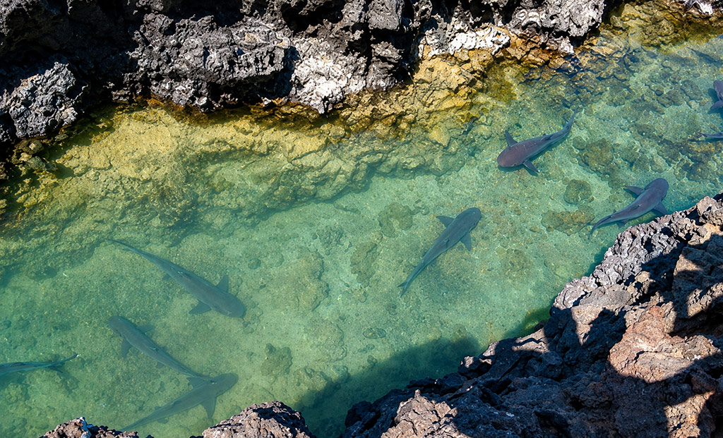 great-tours-ecuador-galapagos-island-6
