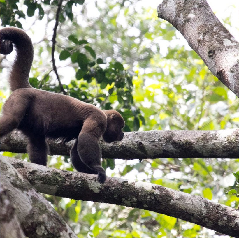great-tours-ecuador-mono-amazonia1