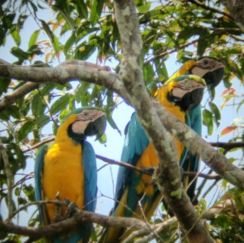 great-tours-ecuador-parrots-amazonia1